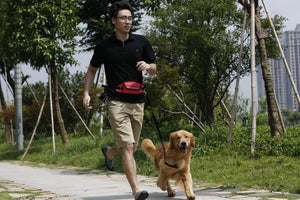 Dog's Harness For Running