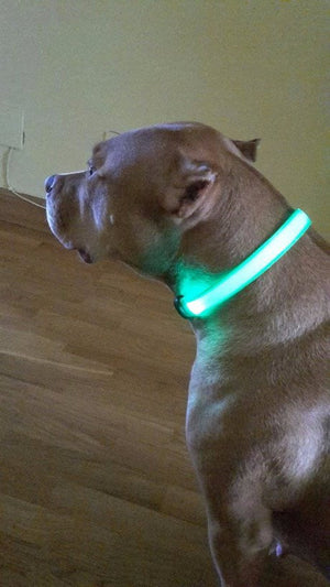 LED Dog Safety Collar