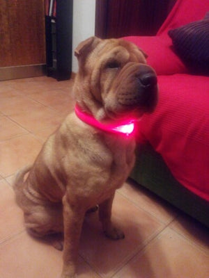 Nylon LED, Night Safety Flashing Glow In The Dark, Dog Collar